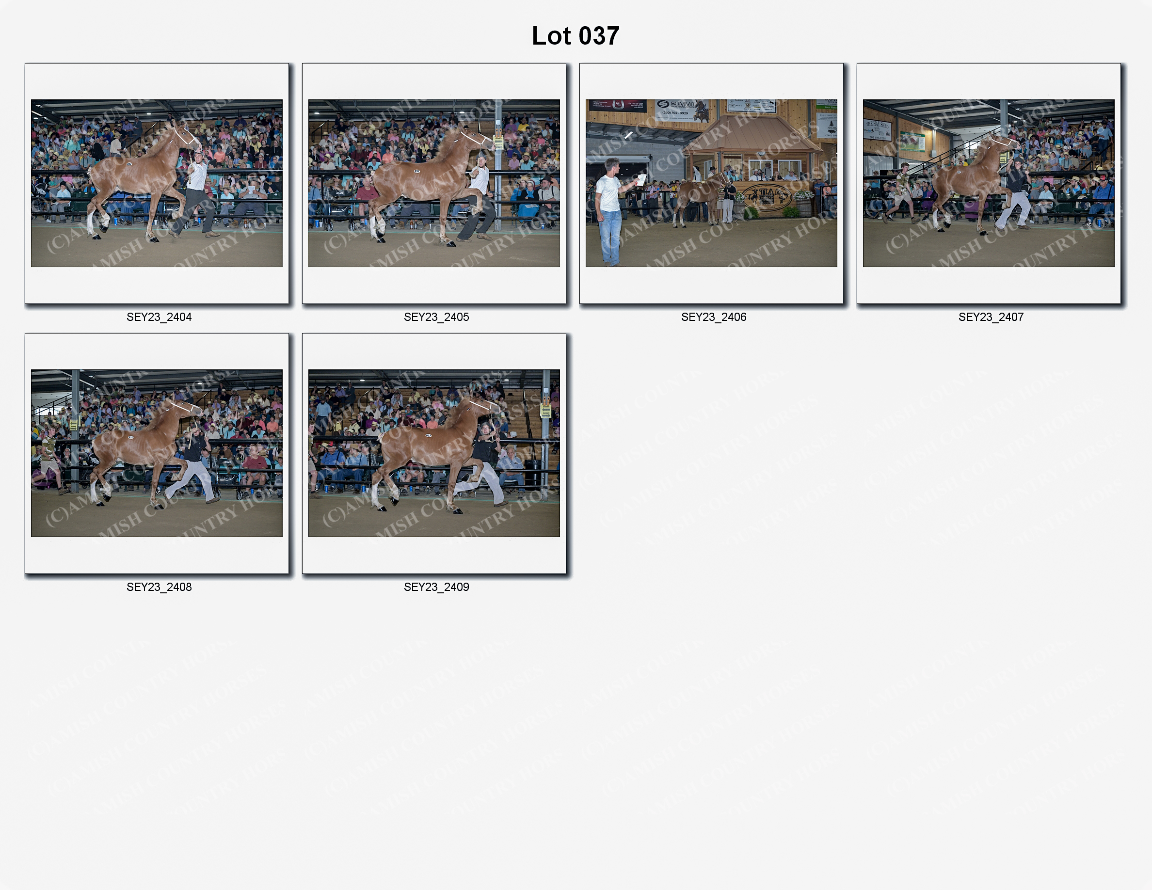 2023 Seymour Draft Sale